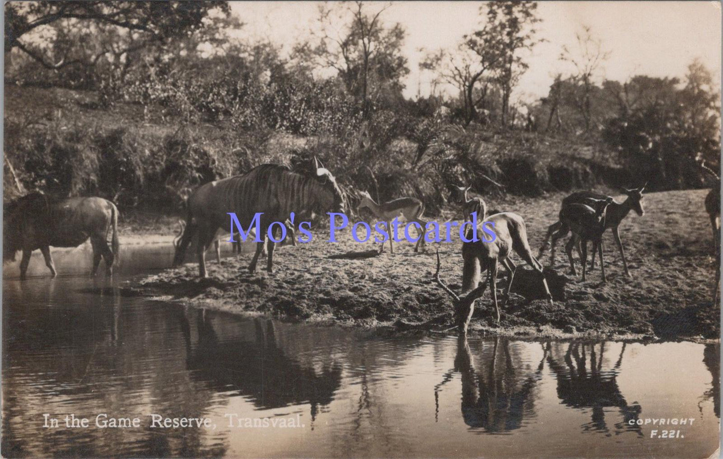 Animals Postcard - South Africa, In The Game Reserve, Transvaal DC2300