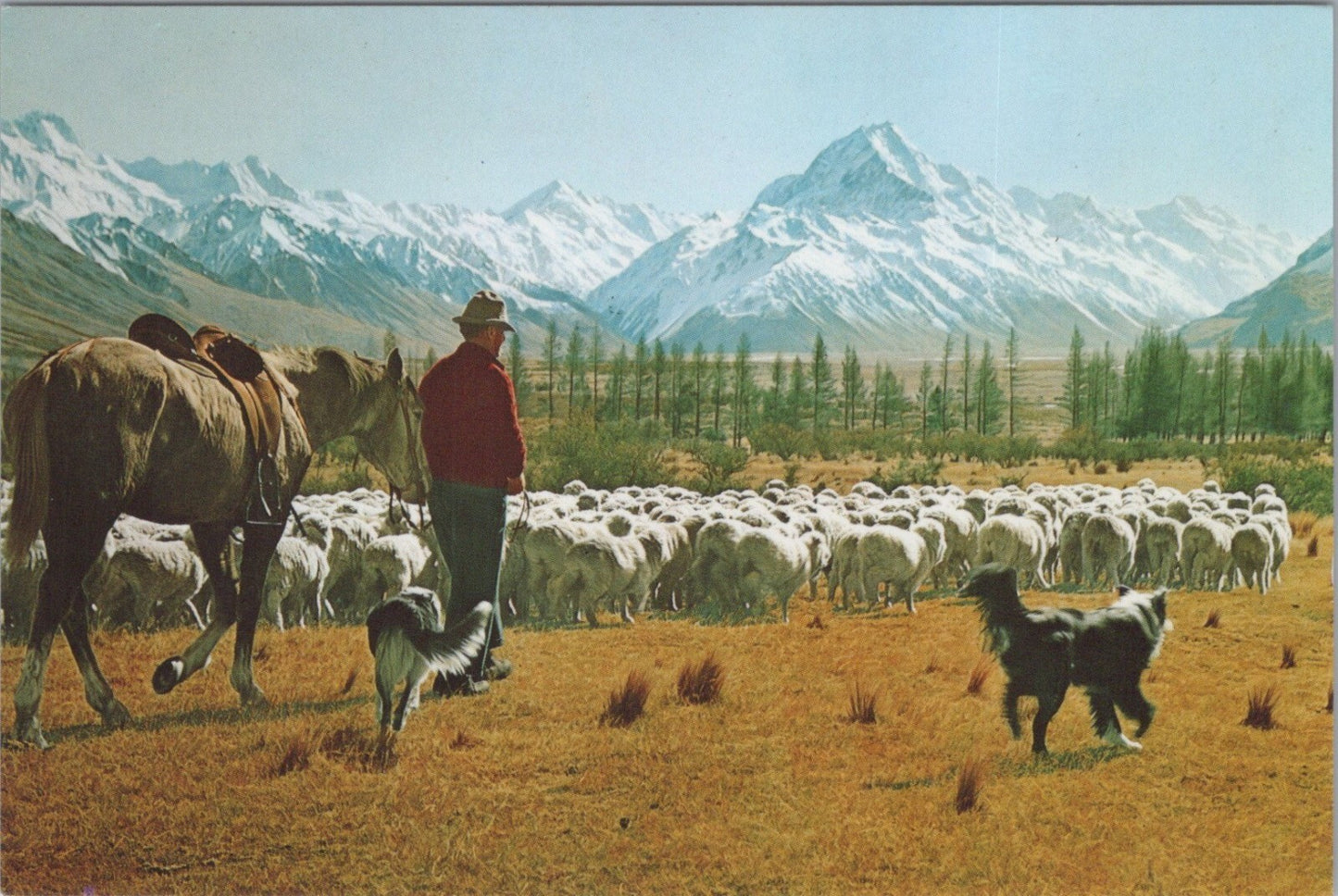 New Zealand Postcard: Glentanner Station Mt Cook Mustering Sheep 1970's XT3836