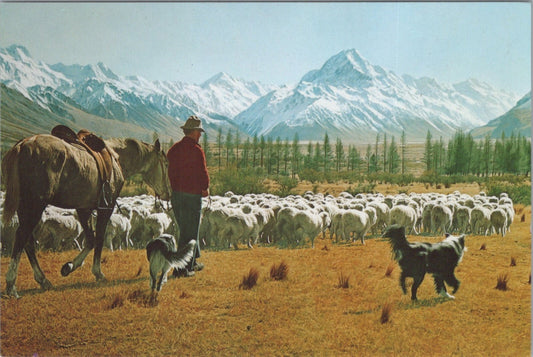 New Zealand Postcard: Glentanner Station Mt Cook Mustering Sheep 1970's XT3836