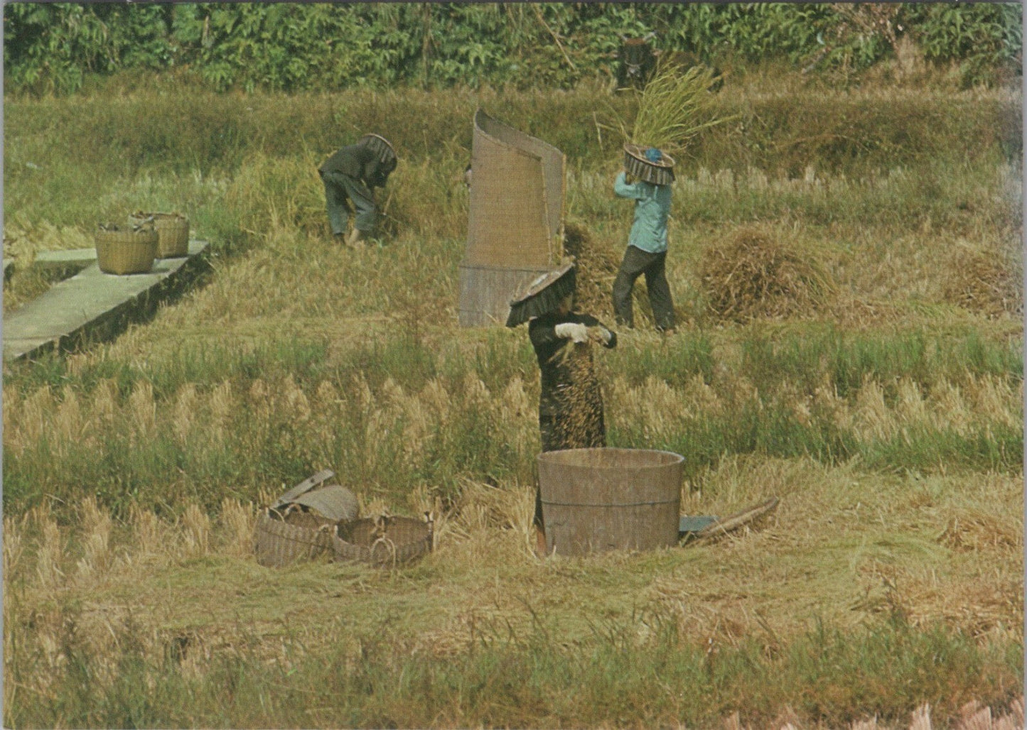 Hong Kong Postcard: Harvesting Rice Threshing Paddy Farm Workers 1970's XT3833
