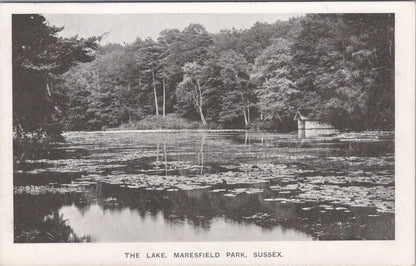 Sussex Postcard: Maresfield Park Lake Lily Pads Boathouse Trees 1900's XT5035