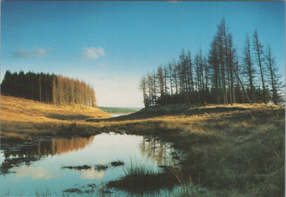 Northumberland Postcard: Kielder Water Great Border Forest 1980’s XT4563