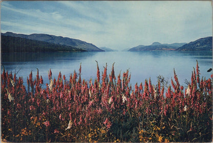 Inverness-shire Postcard: Foxgloves By Loch Ness, Dores Great Glen 1960's TZ3490