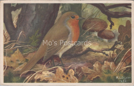 Bird Postcard: Robin Painting By H J Slijper RSPB Art 1950s XT3738
