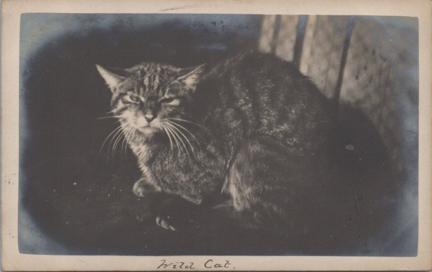 Animals Postcard: Wild Cat Feline Scottish Tabby Zoo Photographic 1910s XT3590