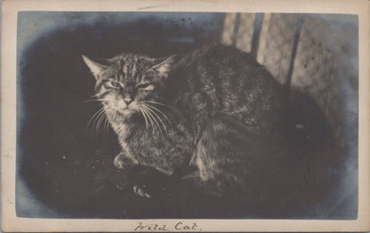 Animals Postcard: Wild Cat Feline Scottish Tabby Zoo Photographic 1910s XT3590