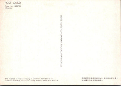 Hong Kong Postcard: New Territories Rice Harvesting Hand Sickle 1970's XT3834