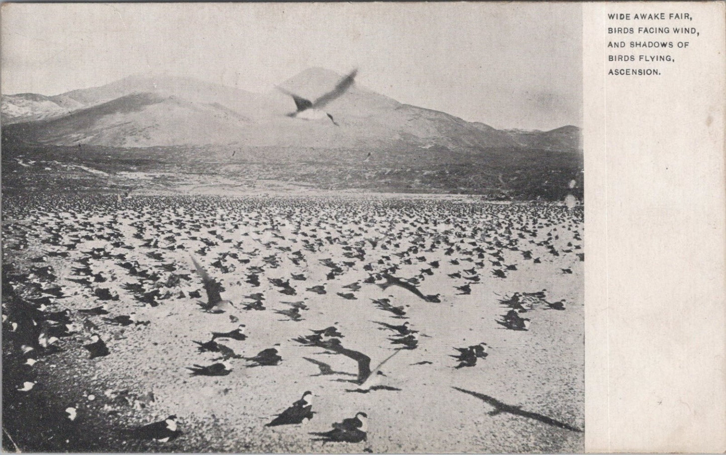 Ascension Island Postcard: Wide Awake Fair Birds Facing Wind Shadows XT3520