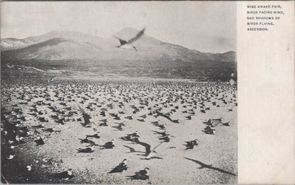 Ascension Island Postcard: Wide Awake Fair Birds Facing Wind Shadows XT3520