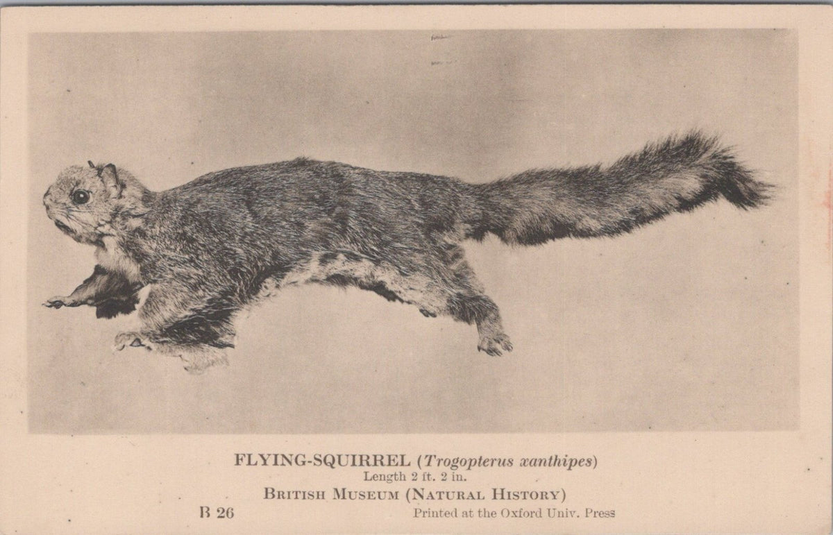 Animals Postcard: Flying-Squirrel Trogopterus Xanthipes Natural History XT5460