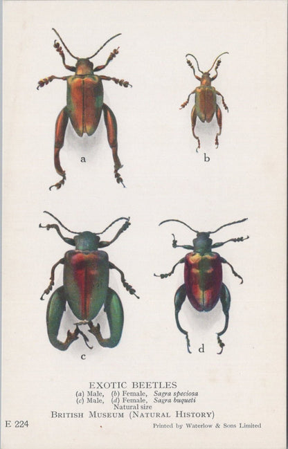 Insect Postcard: Exotic Beetles Sagra Speciosa Sagra Buqueti Back 1930s XT5474