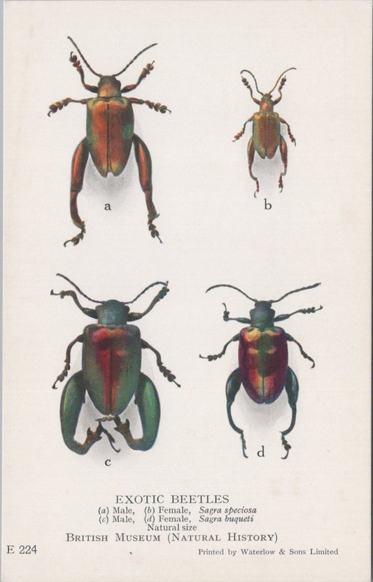 Insect Postcard: Exotic Beetles Sagra Speciosa Sagra Buqueti Back 1930s XT5474