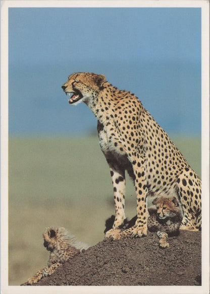 Animals Postcard: Cheetah Mother Snarling Two Cubs Wil Meinderts 1980’s XT4569