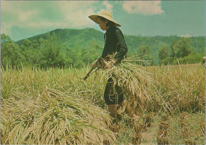 Hong Kong Postcard: New Territories Rice Harvesting Hand Sickle 1970's XT3834