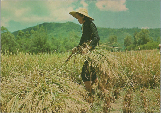 Hong Kong Postcard: New Territories Rice Harvesting Hand Sickle 1970's XT3834