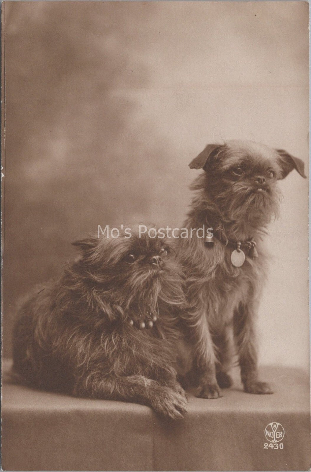 Dogs Postcard: Griffon Bruxellois Pair Portrait Armand Noyer RPPC 1918 XT4061