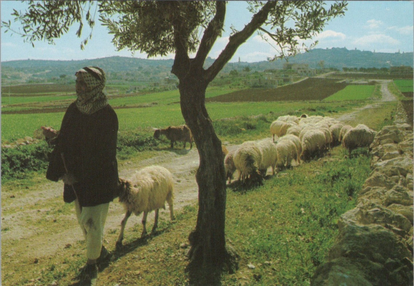 Holy Land Postcard: Bethlehem Shepherd's Field Flock Palphot View 1970's XT3832