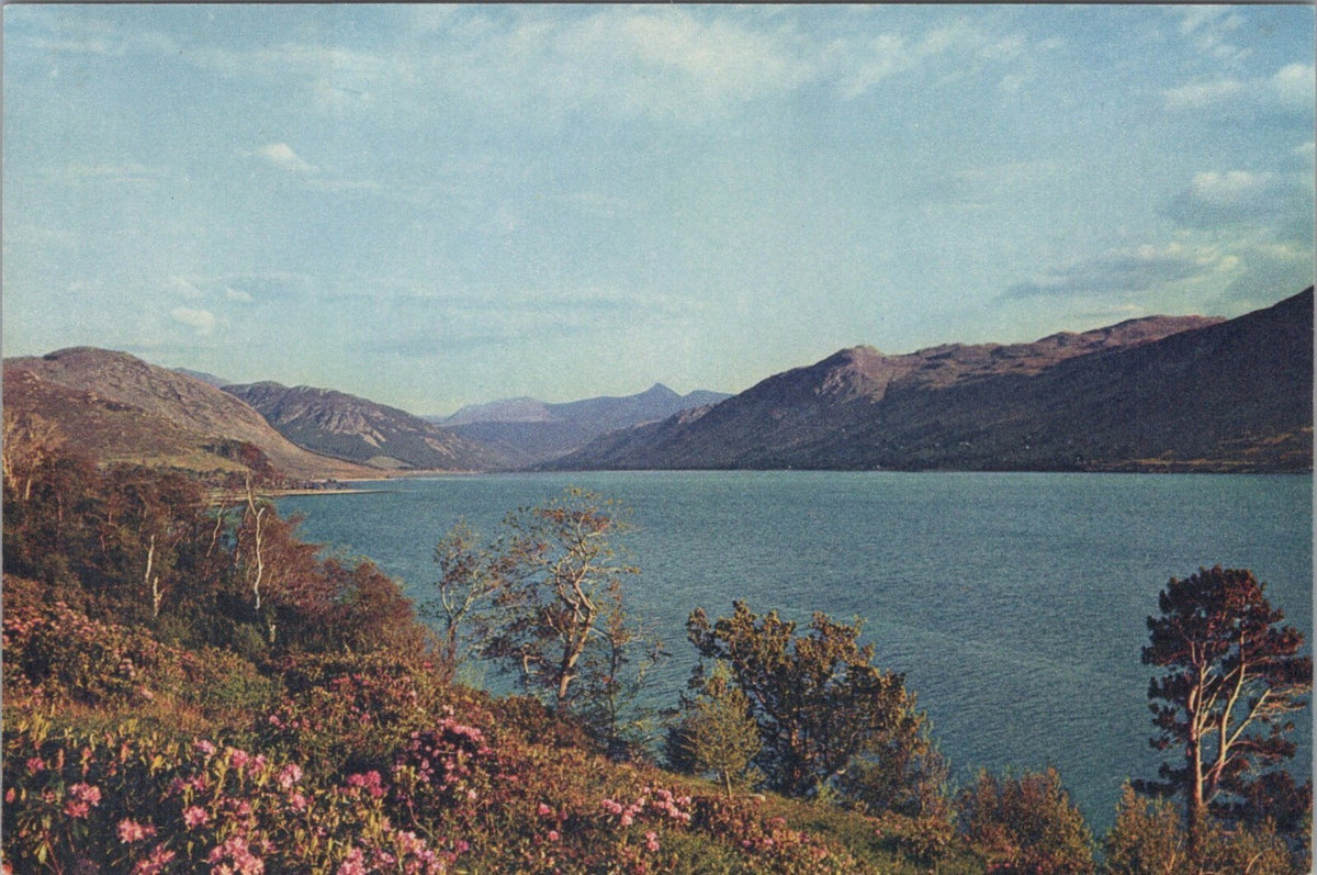 Ross-shire Postcard:Loch Broom Wester Ross, Braemore Forest Ullapool 60's TZ3495