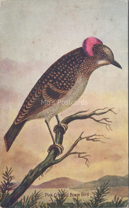 Australia Postcard: Pink Crested Bower Bird J M Cantle Art Series 1910s XT3743