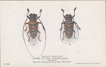 Insect Postcard: Exotic Beetles Sternotomis Calliaudi Back Design 1930s XT5472