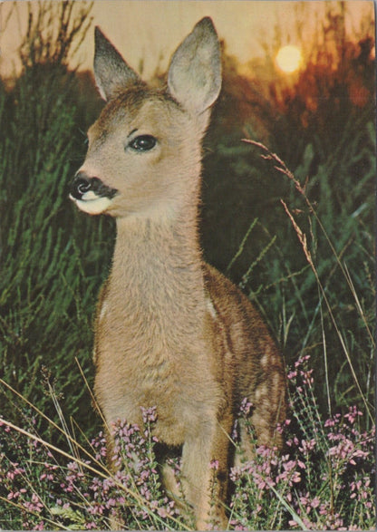 Animals Postcard: Young Roe Deer Fawn Chevreuil Wild Animal Sunset 1960s XT4577