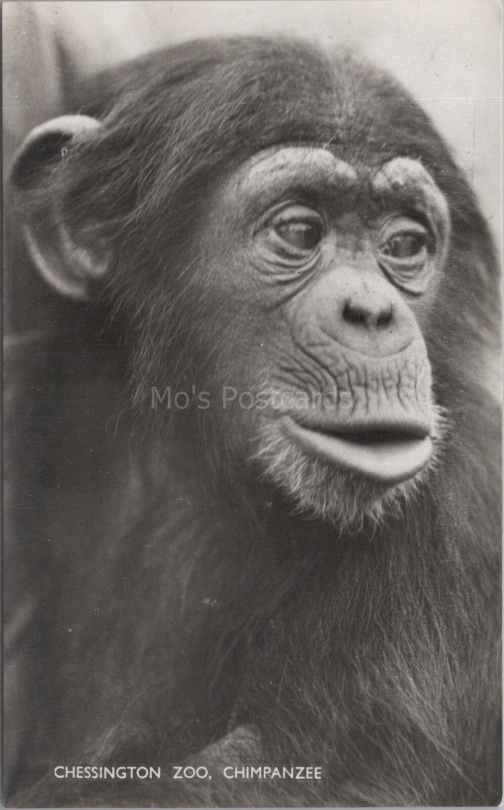Animals Postcard: Chessington Zoo Chimpanzee Close Up Portrait RPPC XT3532