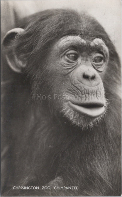 Animals Postcard: Chessington Zoo Chimpanzee Close Up Portrait RPPC XT3532