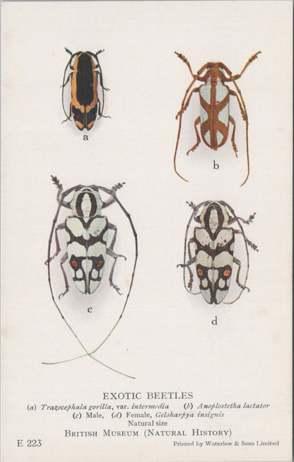 Insect Postcard: Tragocephala Gorilla Anoplostetha Lactator Back 1930s XT5473
