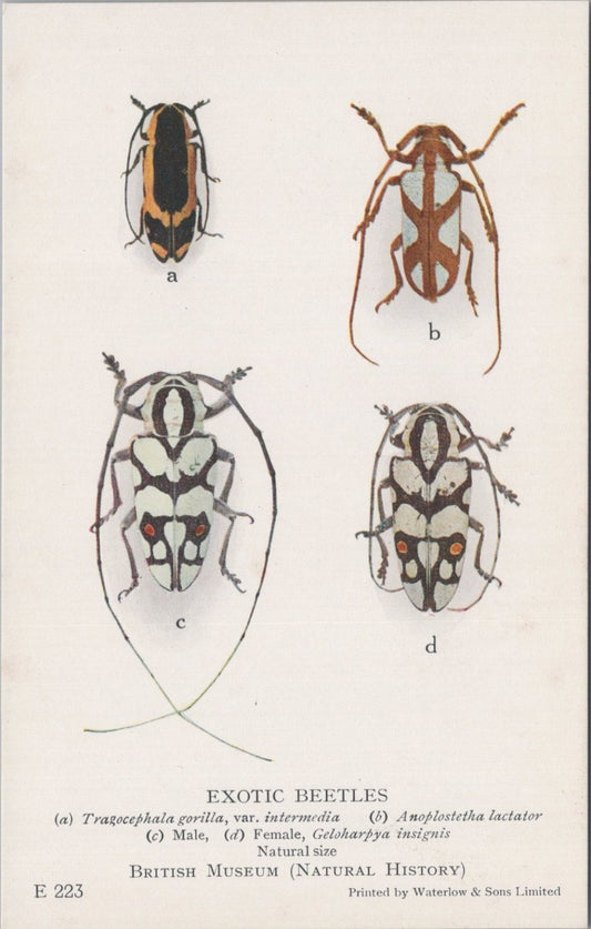 Insect Postcard: Tragocephala Gorilla Anoplostetha Lactator Back 1930s XT5473