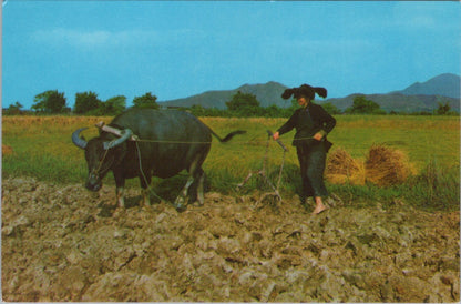 Hong Kong Postcard: New Territories Peasant Woman Buffalo Plowing 1970's XT3849