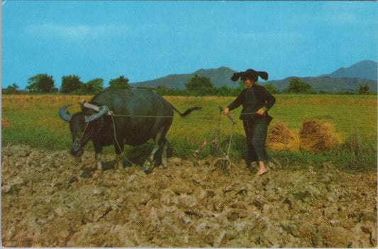 Hong Kong Postcard: New Territories Peasant Woman Buffalo Plowing 1970's XT3849