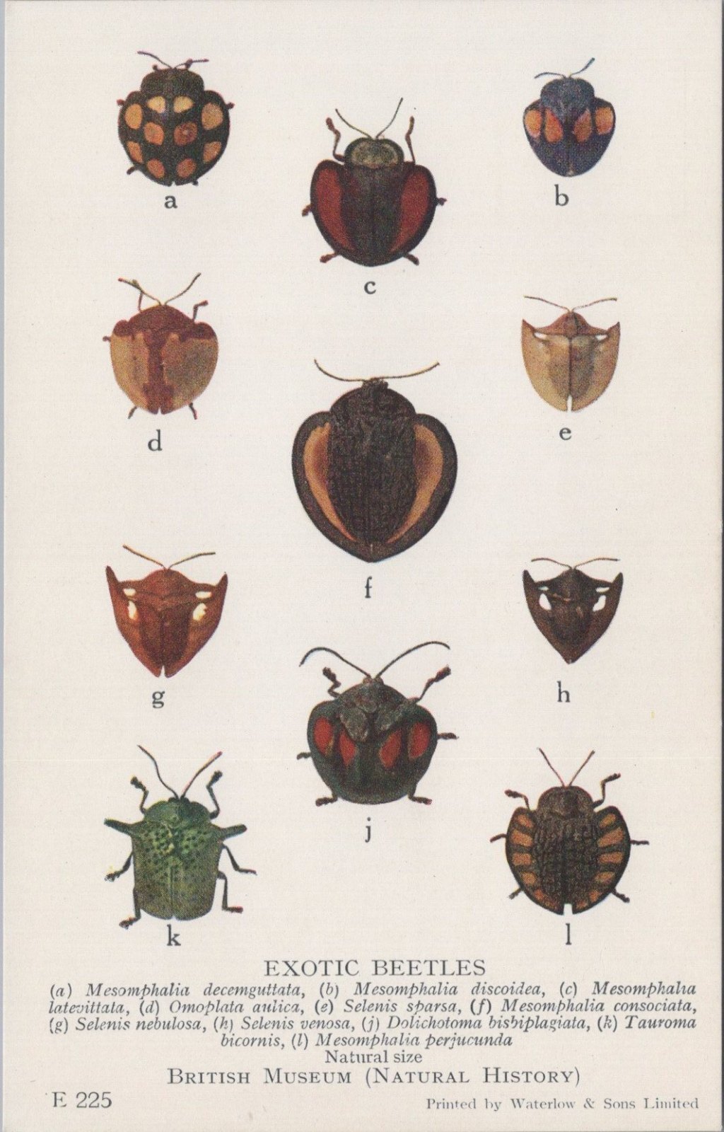 Beetle Postcard: Exotic Beetles Mesomphalia Tortoise Back Design 1930s XT5475