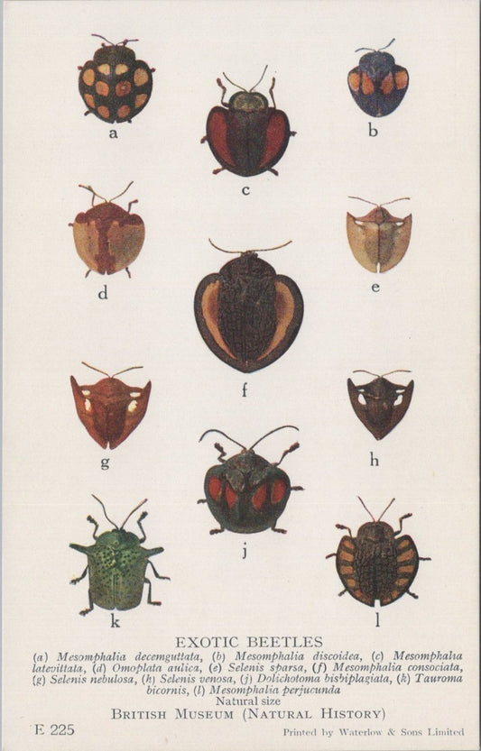 Beetle Postcard: Exotic Beetles Mesomphalia Tortoise Back Design 1930s XT5475