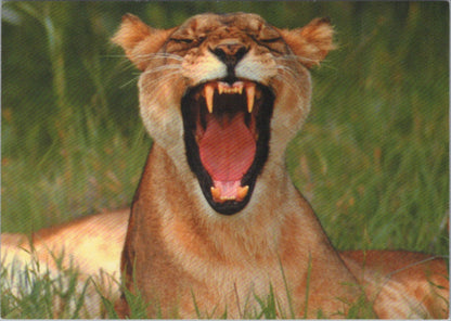 Animals Postcard: Close Up African Lioness Roaring Yawning XT4576