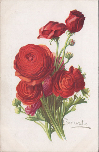 Flowers Postcard: Renoncule Red Ranunculus Asiaticus Signed Barde XT3579