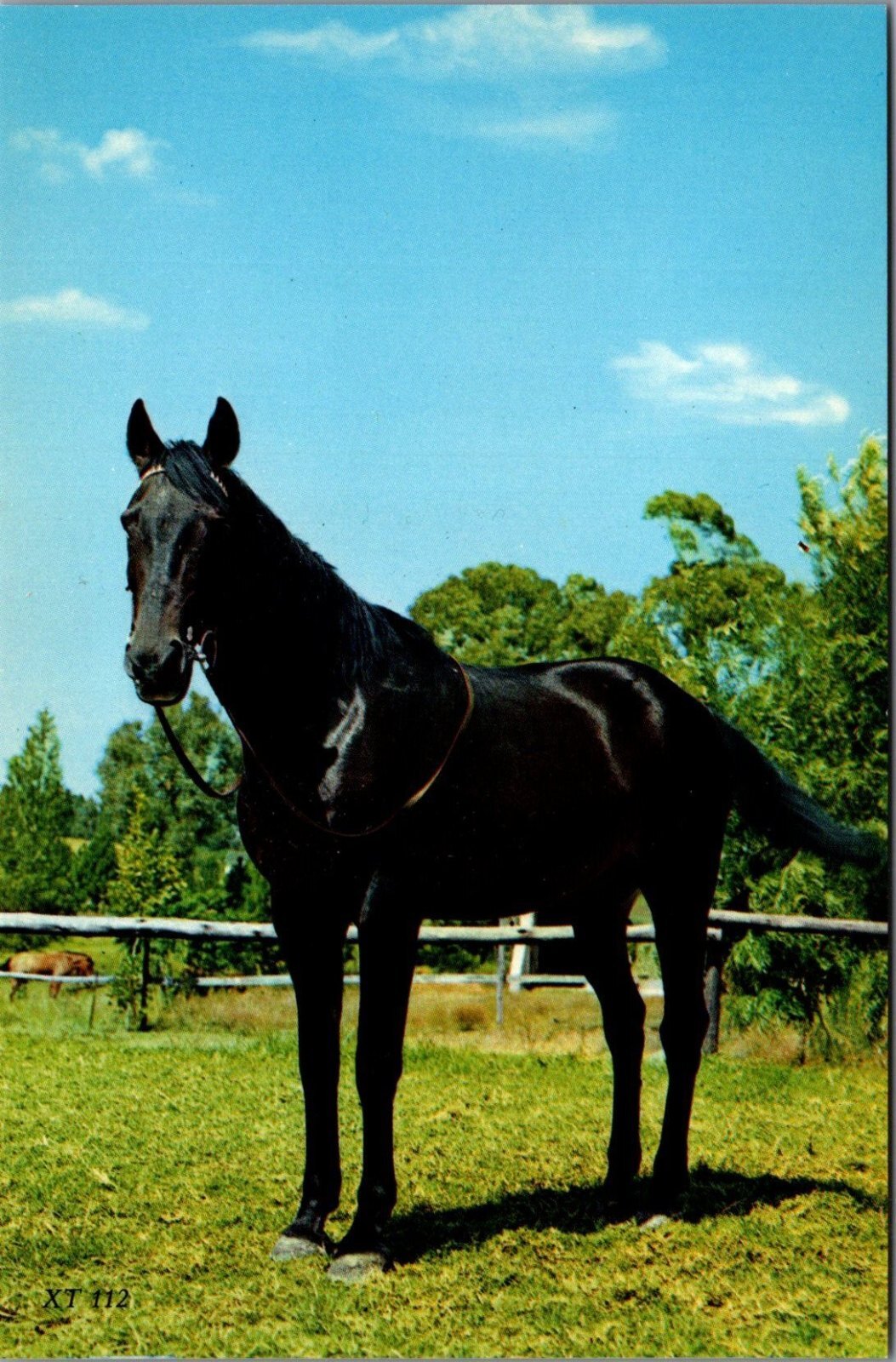Animals Postcard: Black Horse Animal Equine Studies Portrait View 1980's  RS41649