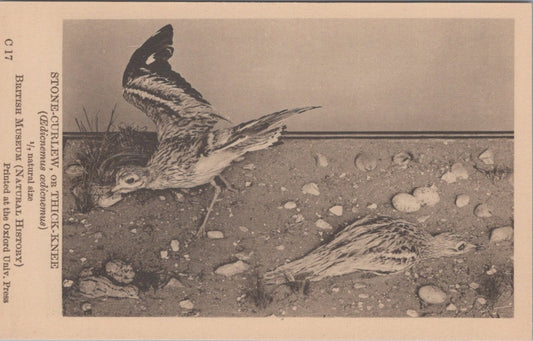 Bird Postcard: Stone-Curlew Thick-Knee Edicnemus Natural History 1930s XT5462