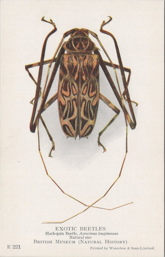 Insect Postcard: Harlequin Beetle Acrocinus Longimanus Exotic 1930s XT5471