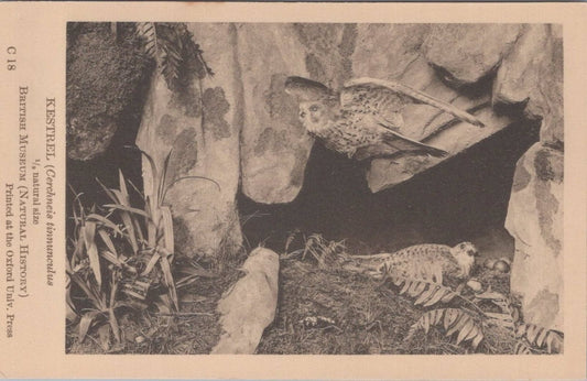 Animals Postcard: Kestrel Cerchneis Tinnunculus Natural History 1930s XT5461