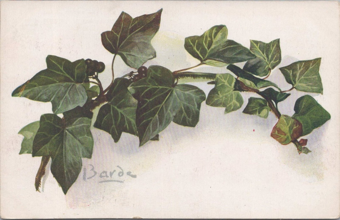 Flowers Postcard: Lierre Green Ivy Hedera Helix Branch Signed Barde  XT3581
