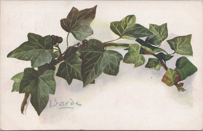 Flowers Postcard: Lierre Green Ivy Hedera Helix Branch Signed Barde  XT3581