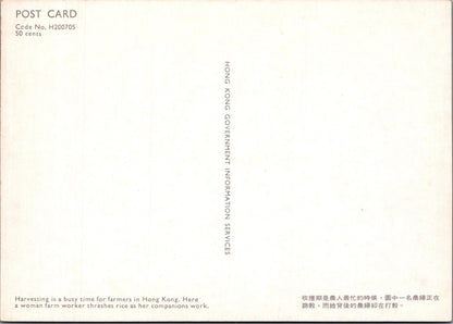Hong Kong Postcard: Harvesting Rice Threshing Paddy Farm Workers 1970's XT3833