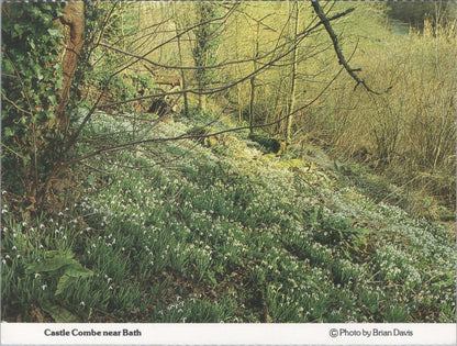 Wiltshire Postcard: Castle Combe Near Bath Long Dean Snowdrops 1980s XT5211