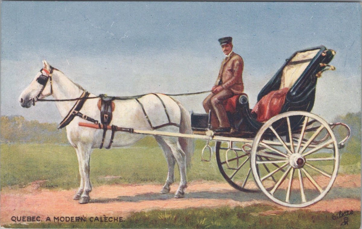Canada Postcard: Quebec A Modern Caleche White Horse Carriage Oilette 20148A