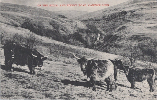 Stirlingshire Postcard: Campsie Glen Fintry Road Highland Cattle XT5433