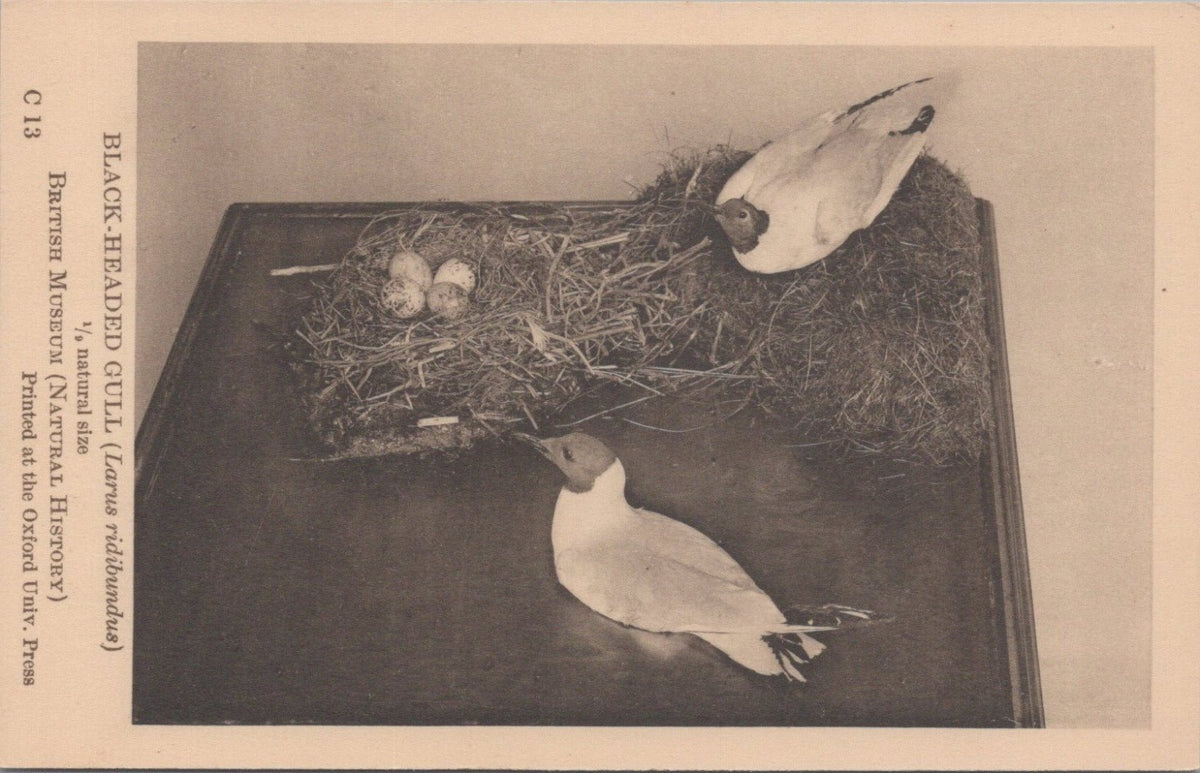 Bird Postcard: Black-Headed Gull Larus Ridibundus Natural History 1930s XT5481