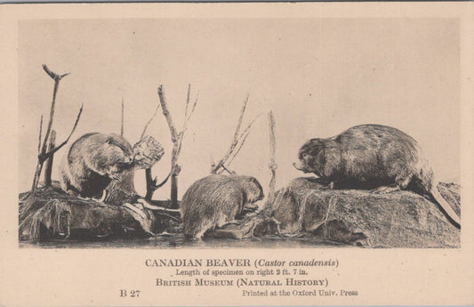 Animals Postcard: Canadian Beaver Castor Canadensis Natural History 1930s XT5459