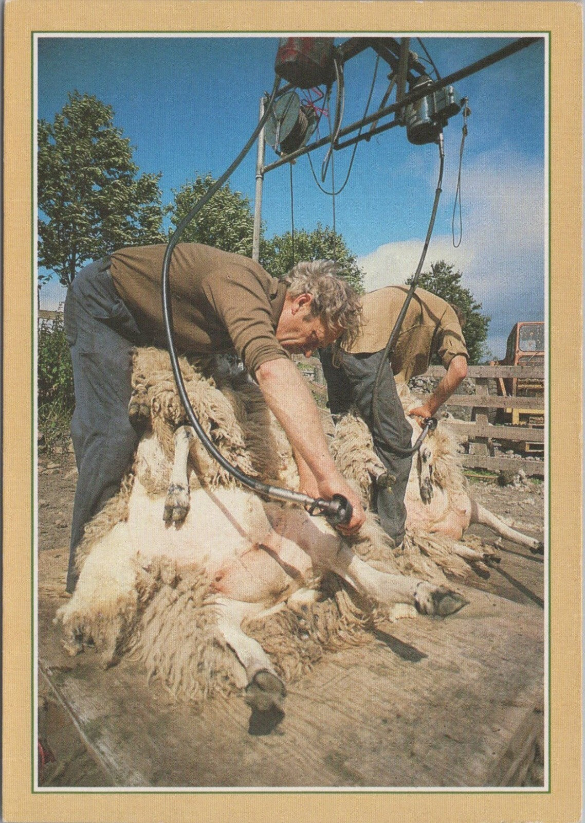 Scotland Postcard: Sheep Shearing Scottish Rural Farming 1980's XT3851