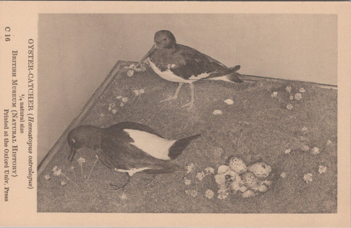 Bird Postcard:Oyster-Catcher Haematopus Ostralegus 1930s, Natural History XT5482