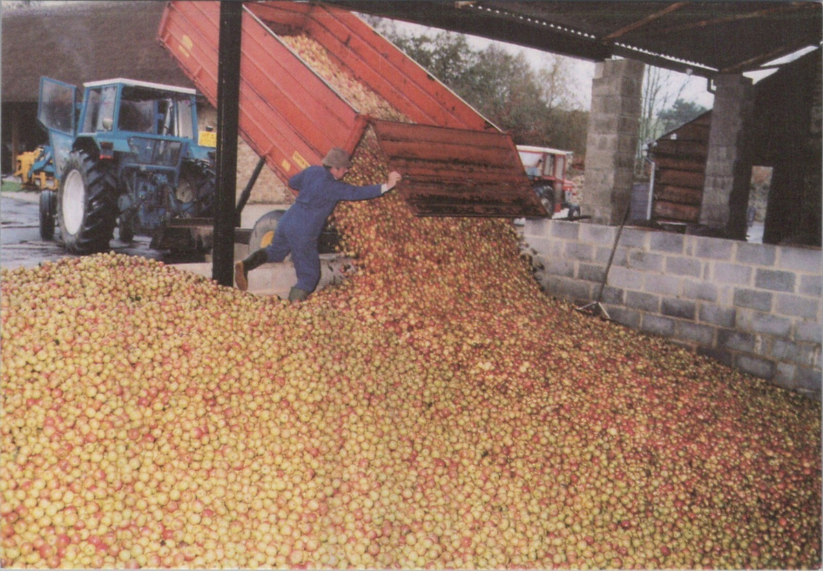 Somerset Postcard: Dowlish Wake Perrys Cider Mill Apple Harvest 1980s XT5119